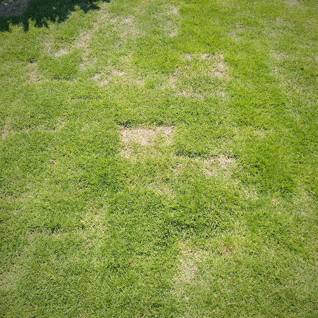 芝の状態2